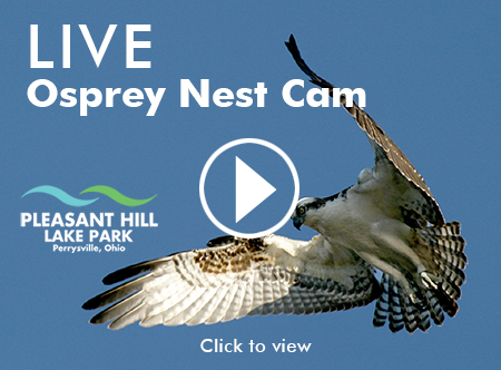 Osprey Live Cam